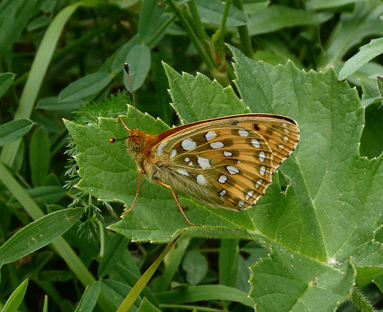 Dark Green Fritillary