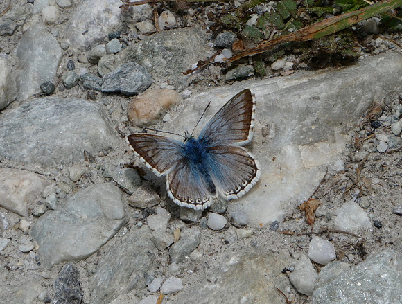 Chalkhill Blue