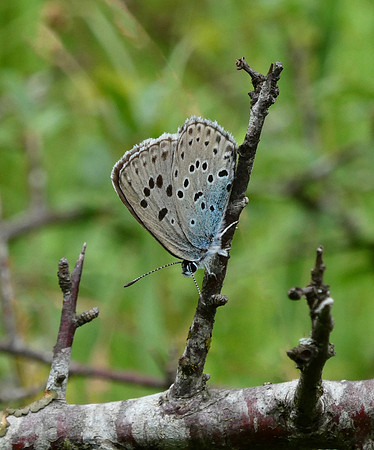 Large Blue