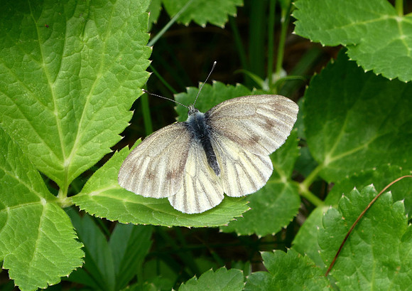Mountain Green-veined White