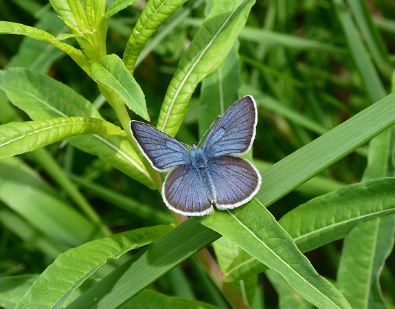 Mazarine Blue