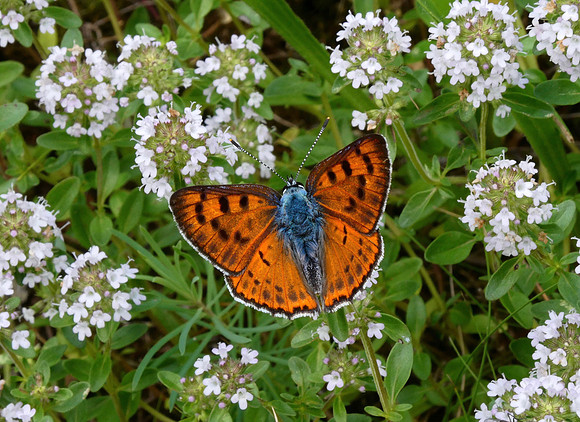Purple-shot Copper