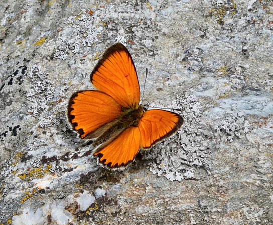 Scarce Copper