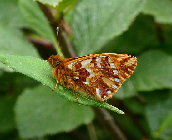 Shepherd's Fritillary