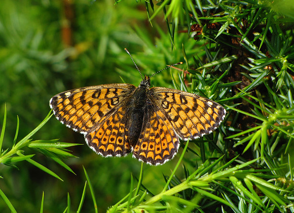 Glanville Fritillary