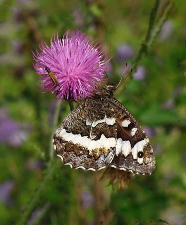 Great Banded Grayling