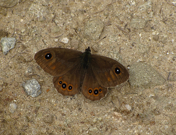 Northern Wall Brown
