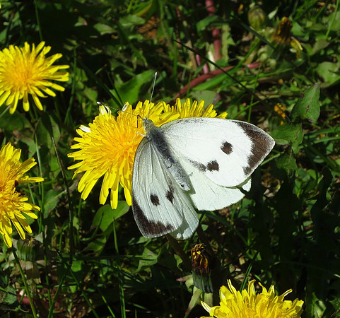 Large White