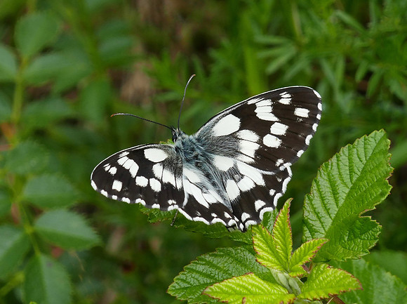 Marbled White