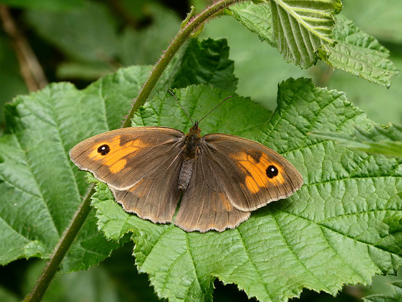 Meadow Brown