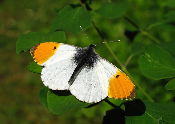 Orange Tip
