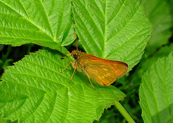 Large Skipper