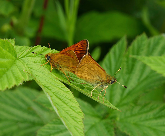 Large Skippers