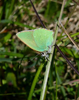 Green Hairstreak