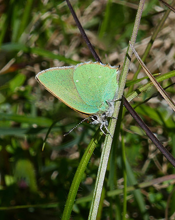 Green Hairstreak