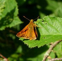 Large Skipper