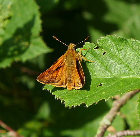 Large Skipper