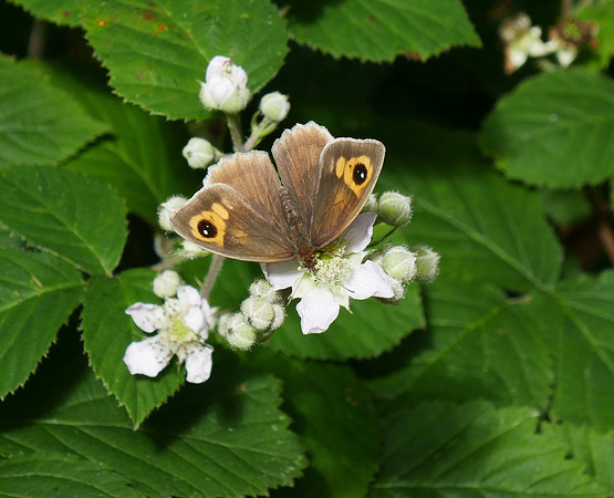 Meadow Brown