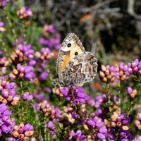 Grayling