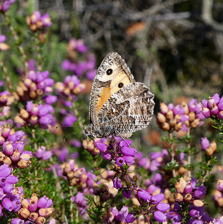 Grayling