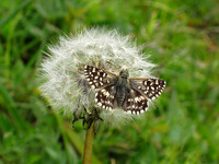 Grizzled Skipper