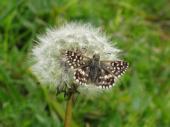 Grizzled Skipper