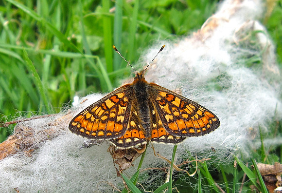 Marsh Fritillary