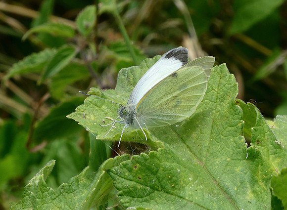 Large White