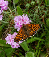 Glanville Fritillary