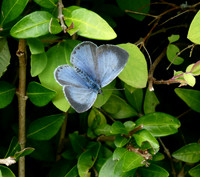 Holly Blue