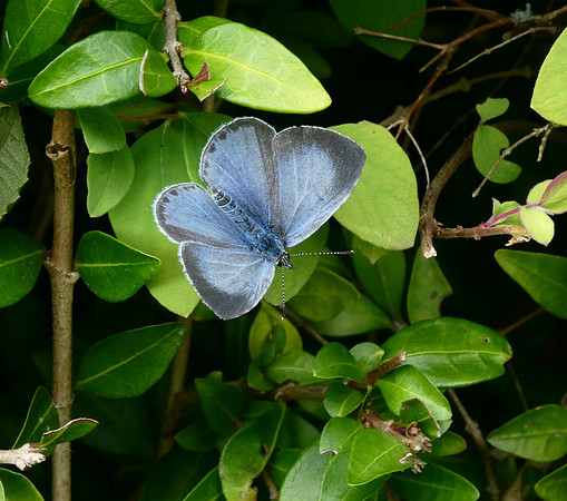 Holly Blue