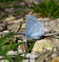 Holly Blue