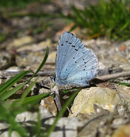 Holly Blue
