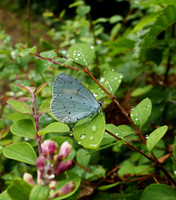 Holly Blue