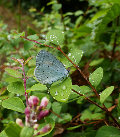 Holly Blue