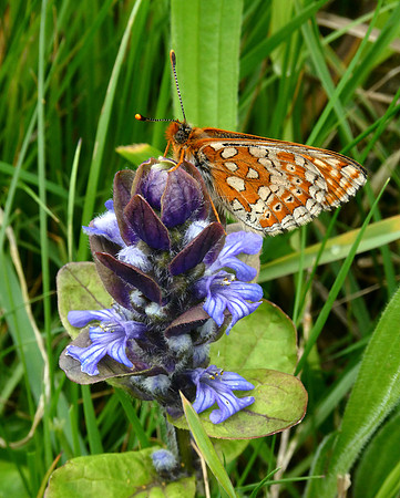 Marsh Fritillary