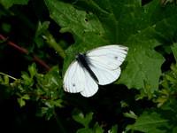 Green-veined White