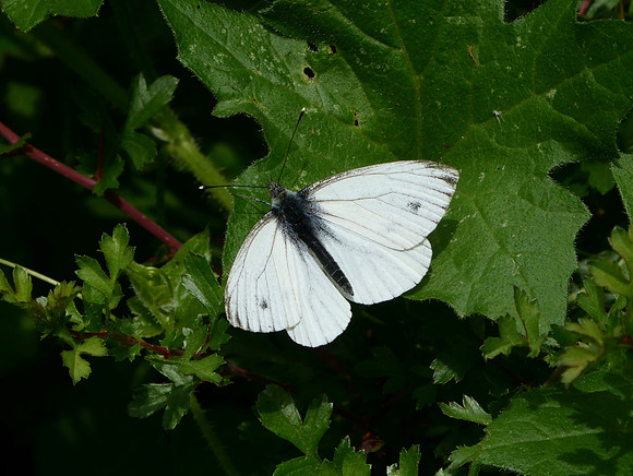 Green-veined White