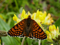 Glanville Fritillary