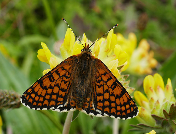 Glanville Fritillary