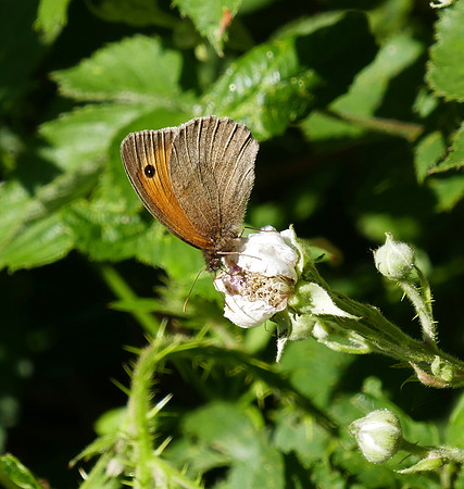 Meadow Brown
