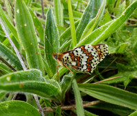 Glanville Fritillary