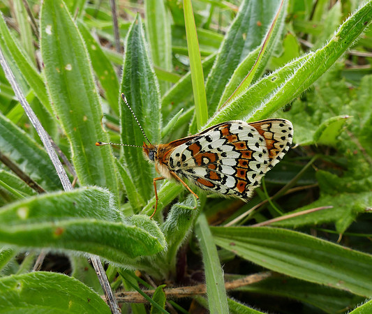 Glanville Fritillary