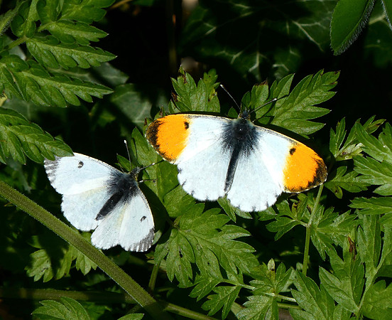 Orange Tip male and female