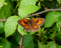 Gatekeeper