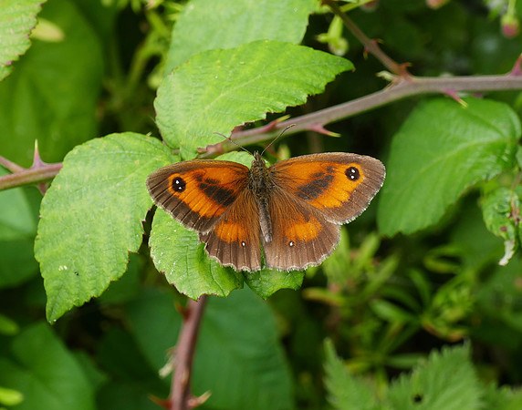 Gatekeeper