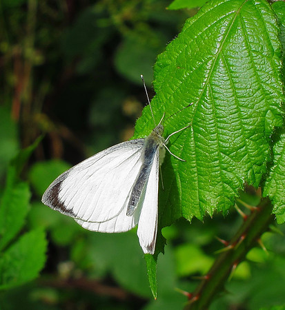 Large White
