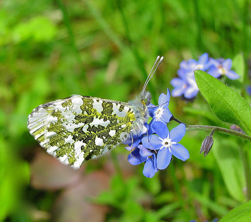 Orange Tip