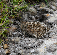 Grayling