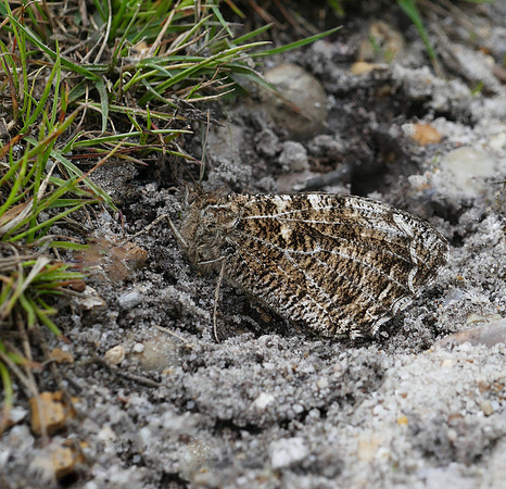 Grayling